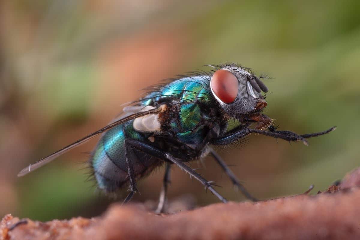 Les astuces pour éliminer les insectes volants dans votre maison