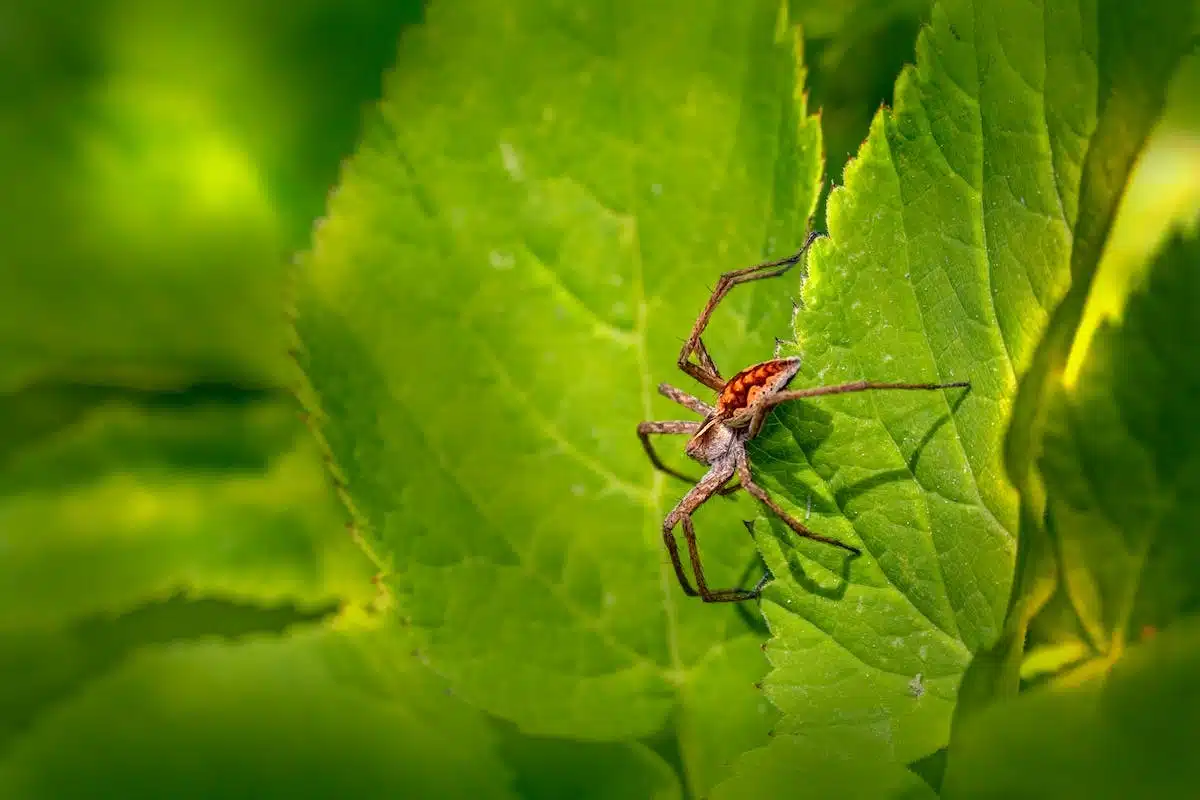 Comment se débarrasser des insectes nuisibles dans son jardin