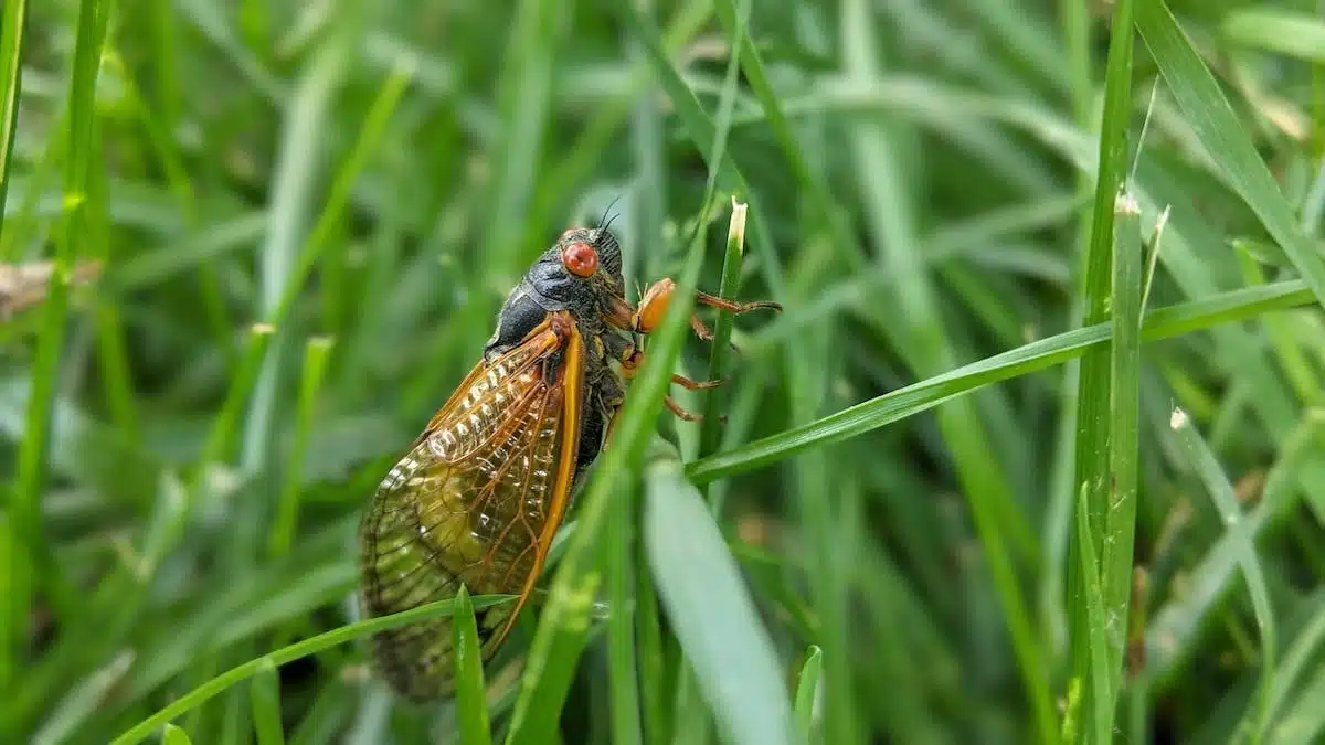 insectes nuisibles